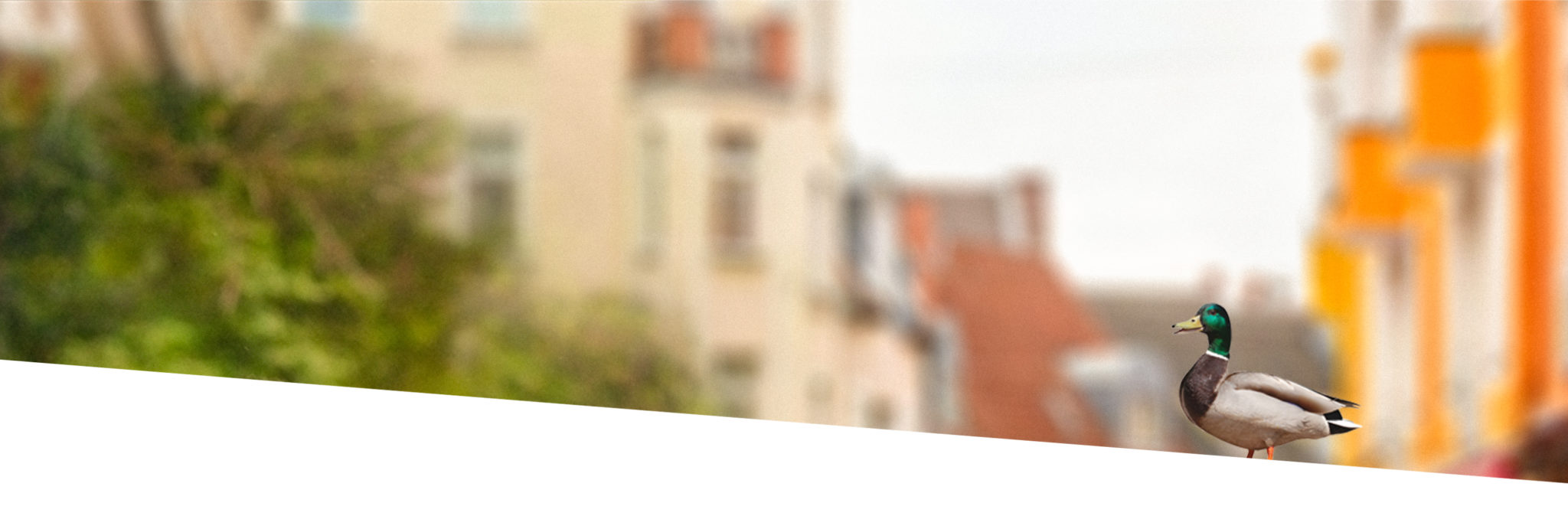 Herr Dr. med. Markus Schumacher • Altstadt Spandau